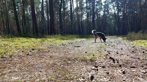 A dog running along a forest path and sniffing around. Stock Footage 270380896