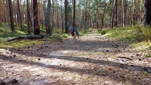 A dog running along a forest path. Stock Footage 271580256