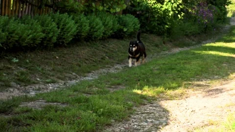 Dog running along a path Stock Footage 197152034