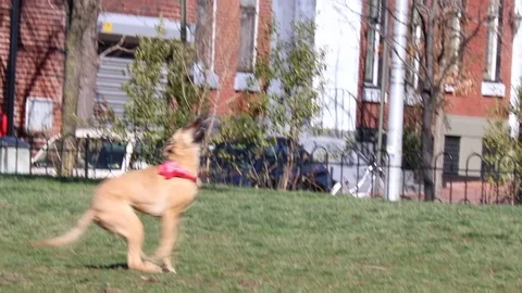 Dog running and jumping Stock Footage 74159981