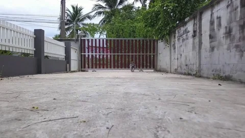 A dog running and peeing on the gate Stock Footage 80152491