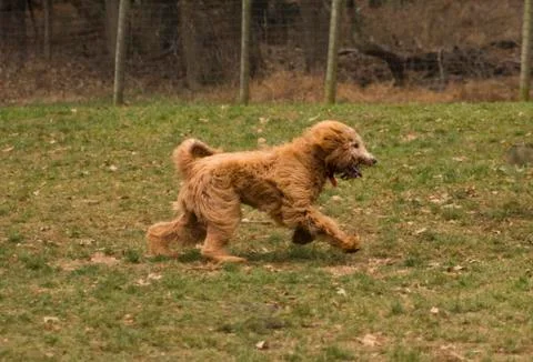 Dog running and playing outside in a grassy field Stock Photos