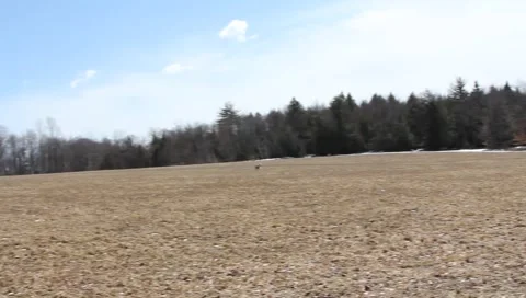 Dog Running Around Empty Field  Stock Footage 2641941