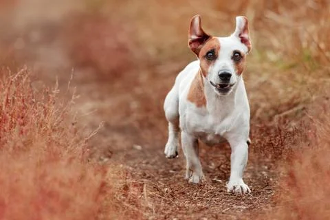 Dog running at autumn Stock Photos