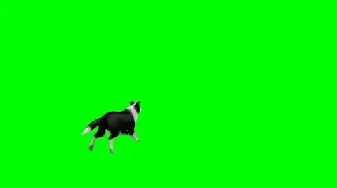 Dog running away green screen | Stock Video | Pond5