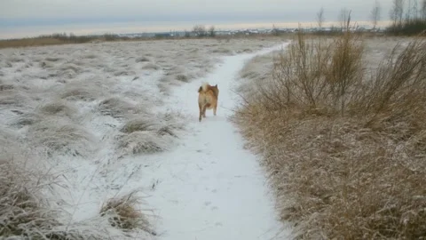 Dog running away on a snowy path in winter Stock-Footage 322165590