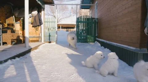 Dog running away with a toy from other dogs Stock Footage 59794482