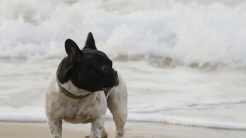 Dog running away from waves Stock Footage 71540203