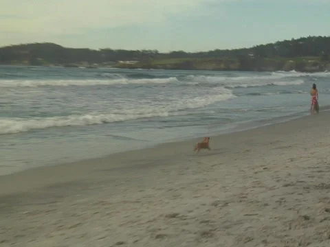 Dog running on beach Video stock 707847
