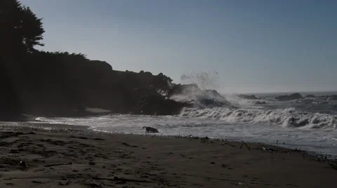 Dog running on beach Видео 42652305