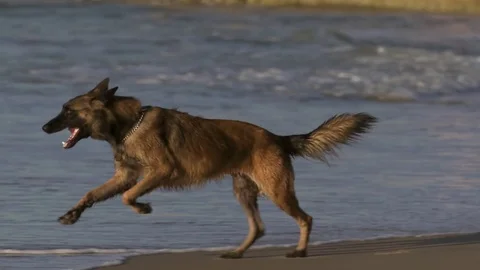 Dog running on the beach Stock Footage 71016759