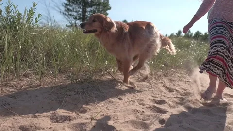 A dog running on a beach Stock Footage 145013657