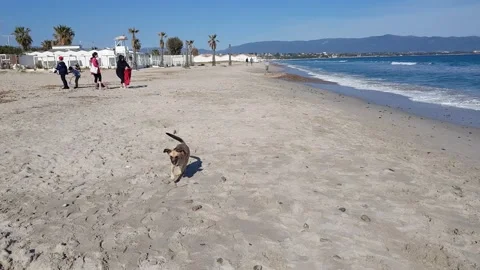 Dog running on the beach Stock Footage 202063463