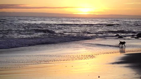 A dog running on a beach. Vídeos de archivo 313465992