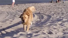 Golden Retriever Licking Heart of Whippe... | Stock Video | Pond5