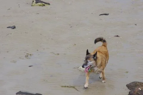 Dog running on beach Stock Photos