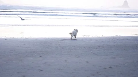 Dog Running on the Beach in Slow Motion Stock Footage 52293171