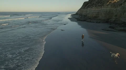 Dog running on beach in slow motion Stock Footage 247371426