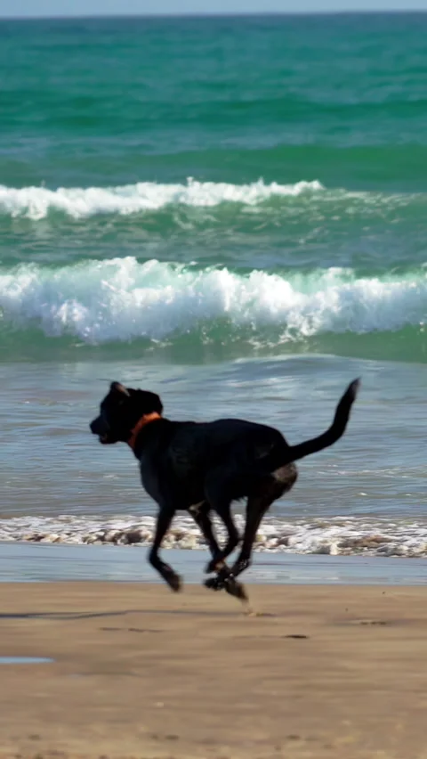 Dog running on the Beach in slowmotion, vertical video Stock Footage 239461358