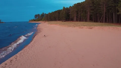 Dog Running On Beach At Sunset Stock Footage 71327991
