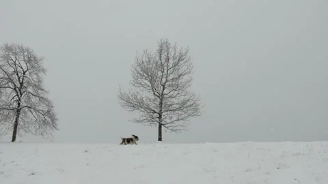 Dog running in beautiful snowfall scene Video stock 147201466