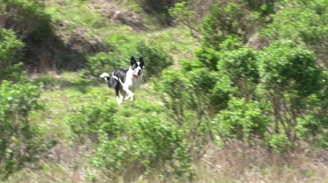 Dog Running in bushes Видео 62055653