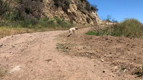 Dog running to camera and view Vídeos de archivo 106965541