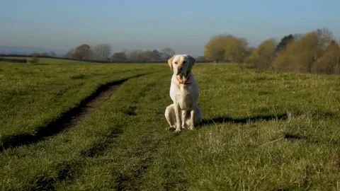 Dog running to camera - Slow mo 動画素材 78024437