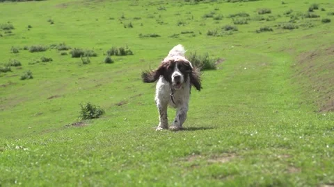 Dog running to camera in slow motion (1080p) Video stock 250627782