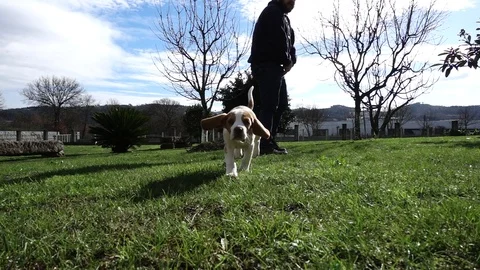 Dog Running to the Camera in Super Slow Motion Stock Footage 89126132
