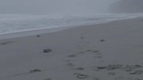 Dog running to catch for ball on beach Stock Footage 63464819
