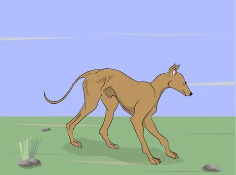 Dog running, color, vector Stock-Illustration