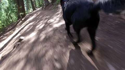 Dog Running in Colorado Stock-Footage 66880352