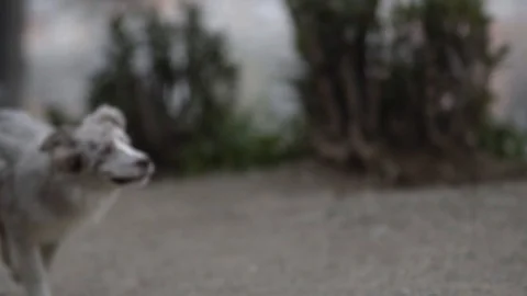 Dog Running Comes Into Focus Stock Footage 88261513