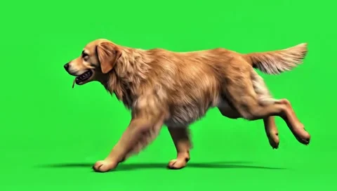 Dog running continuously of the middle point in pure clean green screen chro Stock Footage 318390875