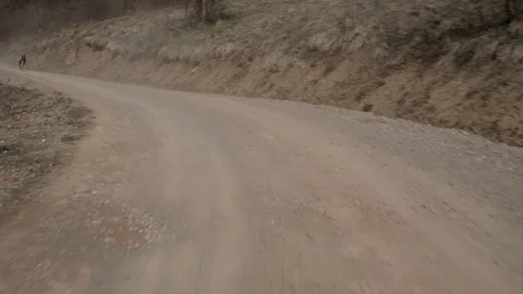 Dog running in distant after car Stock Footage 95047004