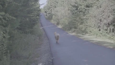 Dog Running Down Hill Stock Footage 171945376