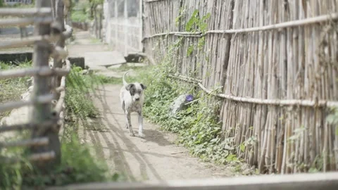 Dog running down pathway Video stock 318084395