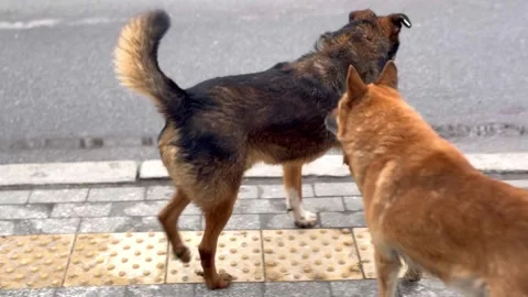 Dog running down the street close-up Stock Footage 295673820