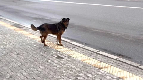 Dog running down the street close-up Stock Footage 297597808