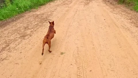 Dog running energetically along sandy forest road in daylight Video stock 318932810