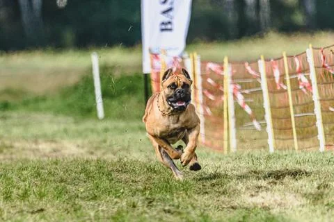 Dog running fast and chasing lure across green field at dog racing competion Stock Photos