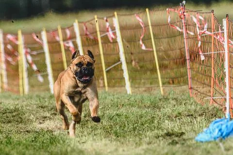 Dog running fast and chasing lure across green field at dog racing competion Stock Photos