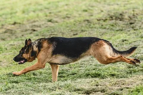 Dog running fast and chasing lure across green field at dog racing competion Stock Photos