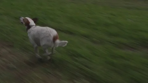 Dog is running fast Stock Footage 75004247