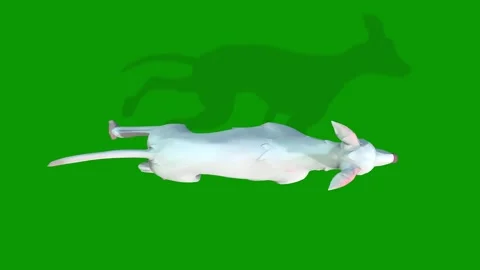 Dog running fast view from sky 3D rendering animation on green screen 库存影片 308217772