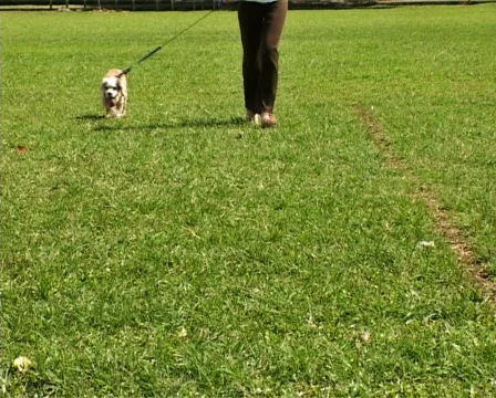 Dog Running On Field Stock Footage 135758