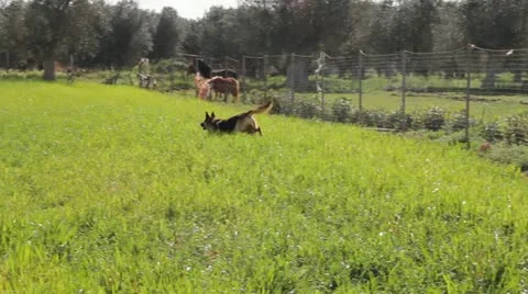 A dog running in a field Video stock 10916904