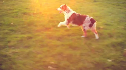 Dog Running in Field Видео 35837376