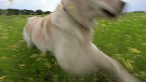 Dog running in field. Stock Footage 49424991